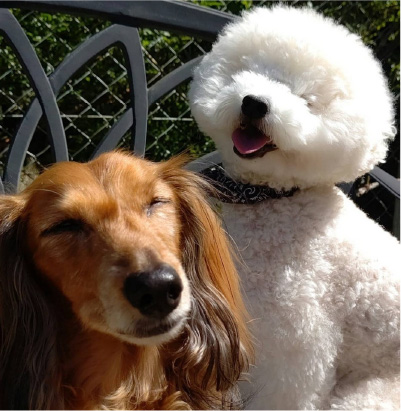 ペットが自由に遊べて大喜び