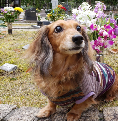 ペットが自由に遊べて大喜び