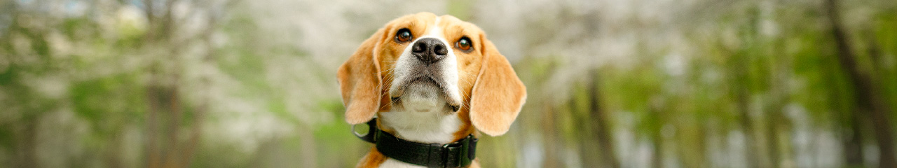 広島オンリーワンペット火葬